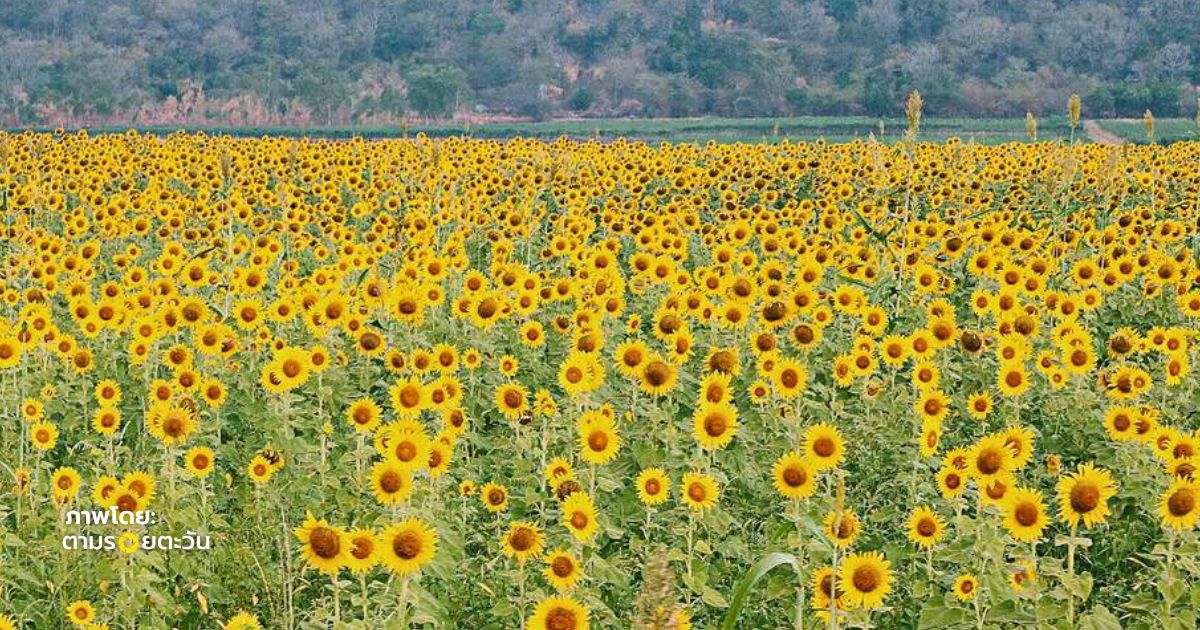 ฤดูทุ่งทานตะวัน เขาจีนแล ลพบุรี สีเหลืองบานสะพรั่ง