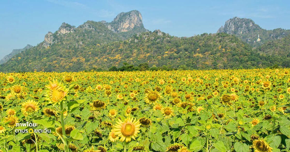 ทุ่งทานตะวันประเทศไทย จังหวัดลพบุรี วิวธรรมชาติสวยงาม