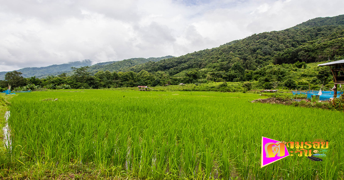 ตามรอยตะวัน