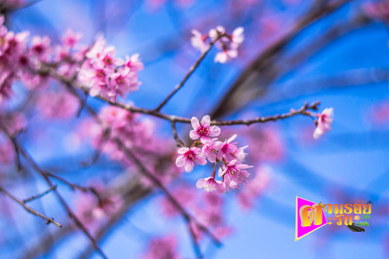 ตามรอยตะวัน