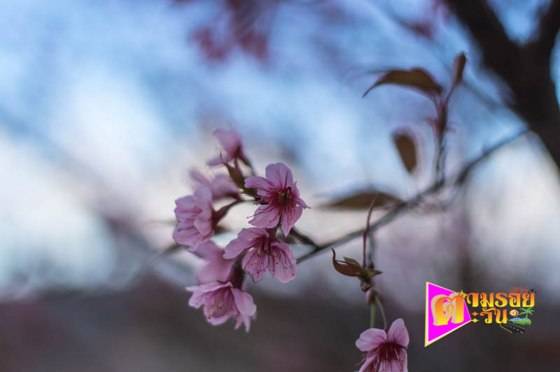 ตามรอยตะวัน