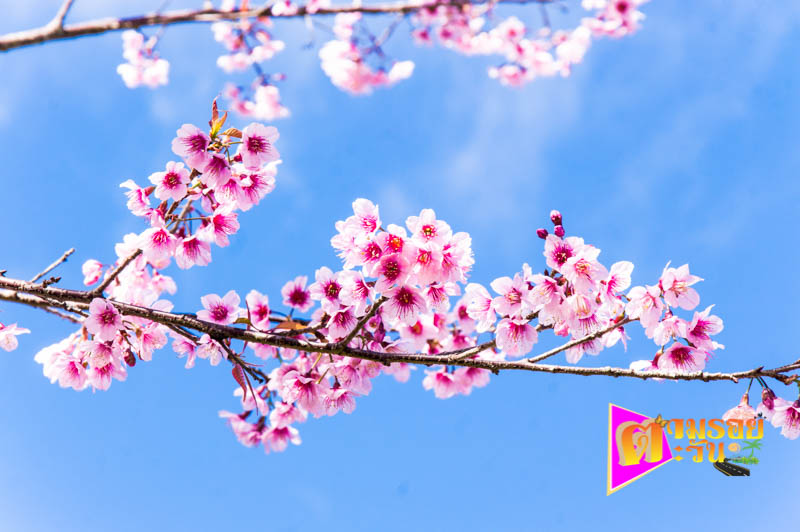 ตามรอยตะวัน