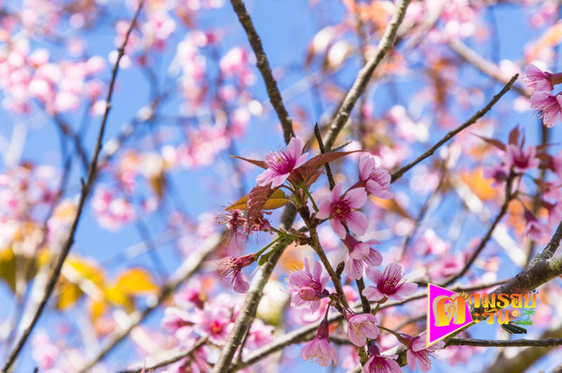 ตามรอยตะวัน