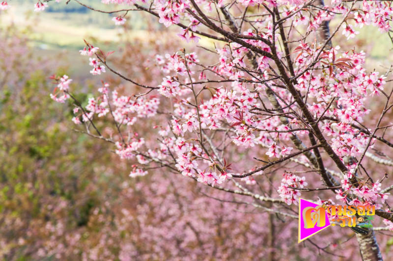 ตามรอยตะวัน