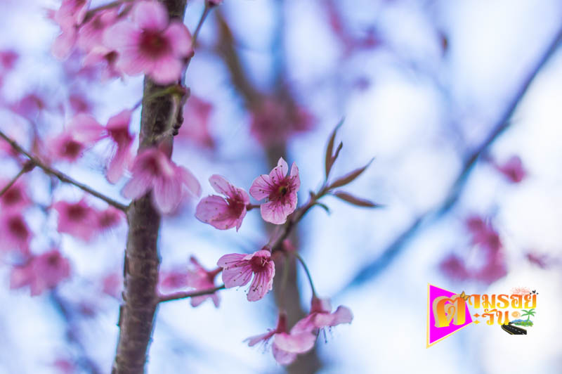 ตามรอยตะวัน