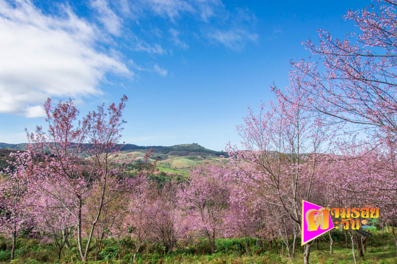 ตามรอยตะวัน