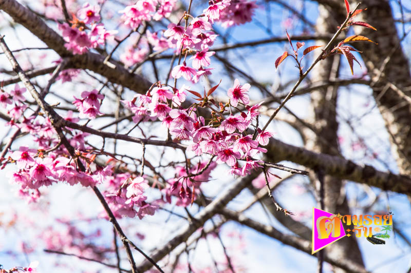 ตามรอยตะวัน