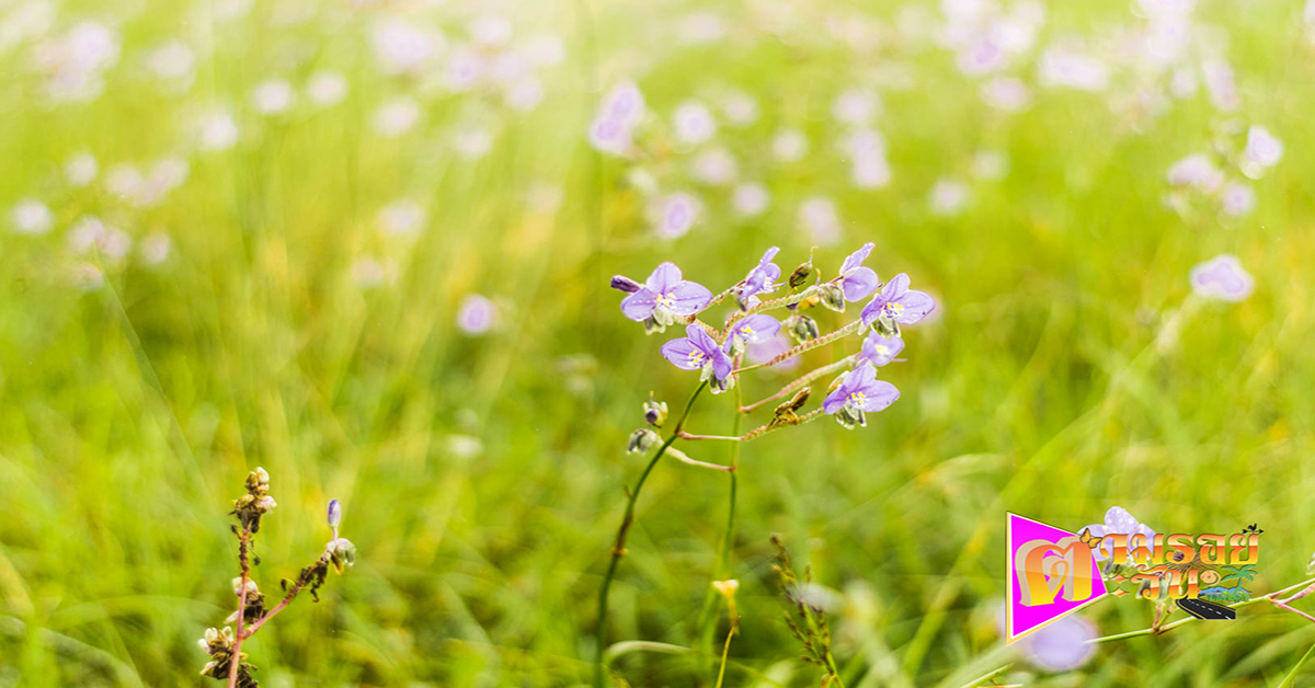 ตามรอยตะวัน