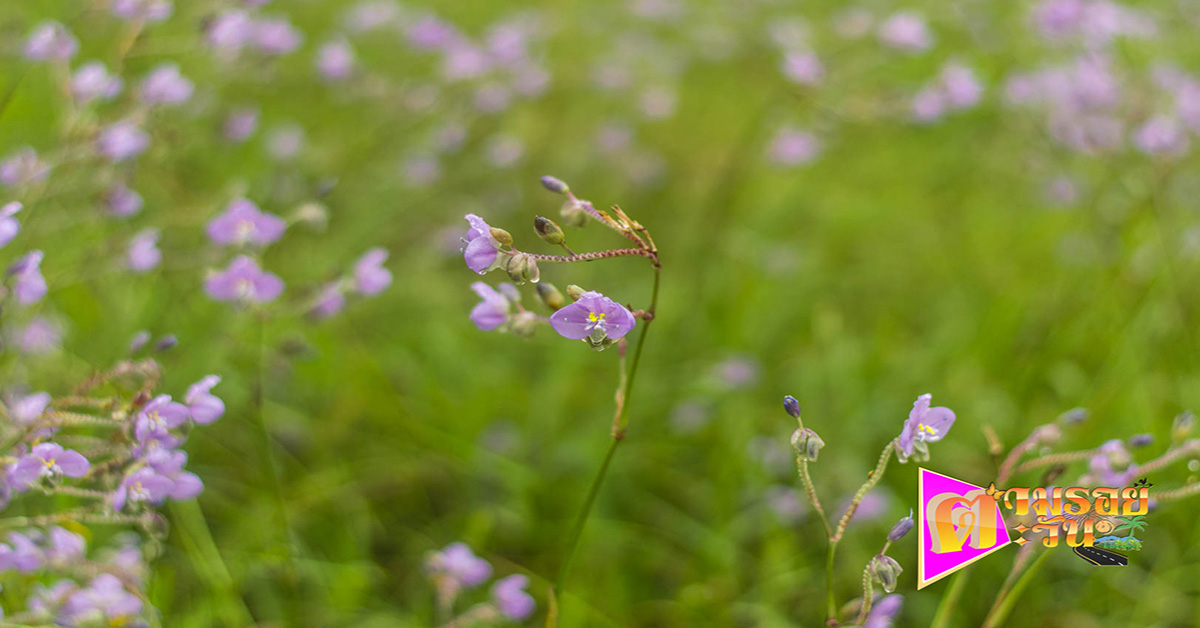 ตามรอยตะวัน