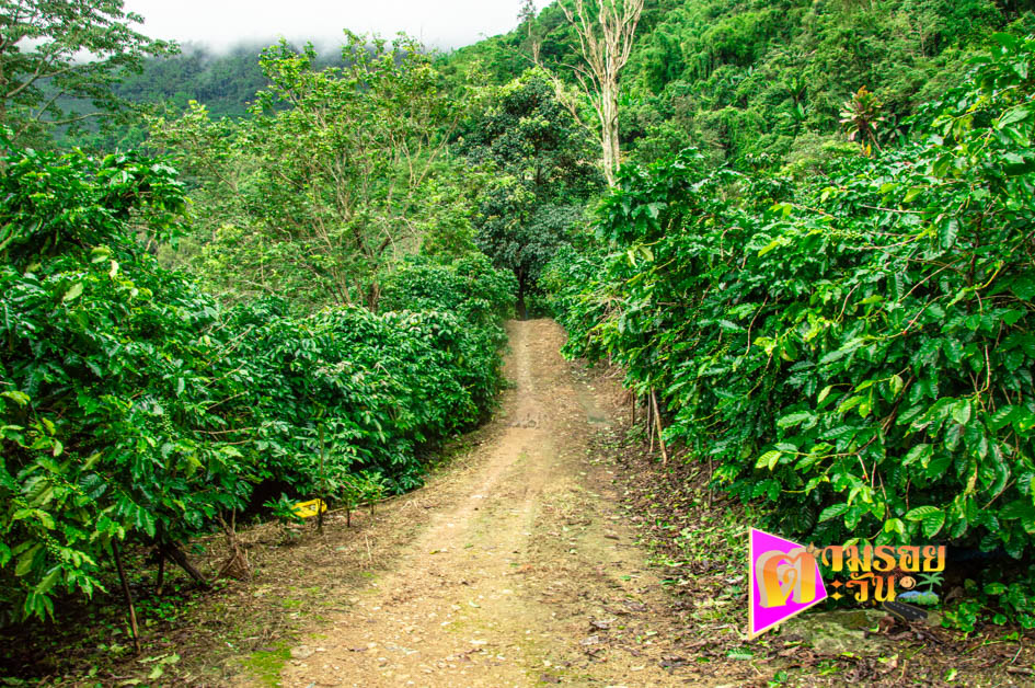 ตามรอยตะวัน