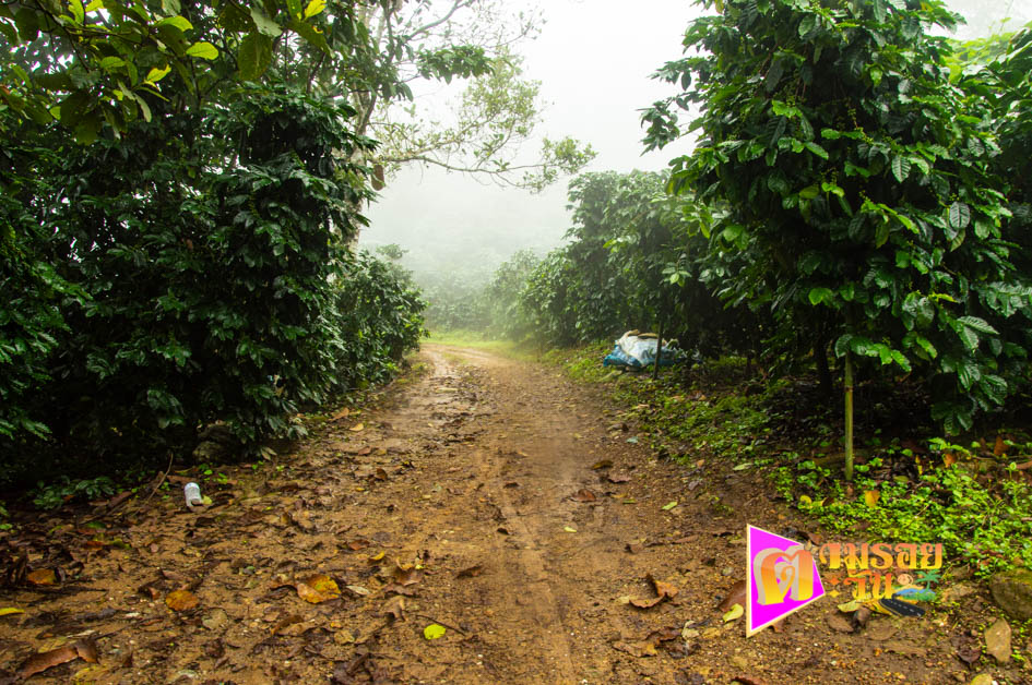 ตามรอยตะวัน