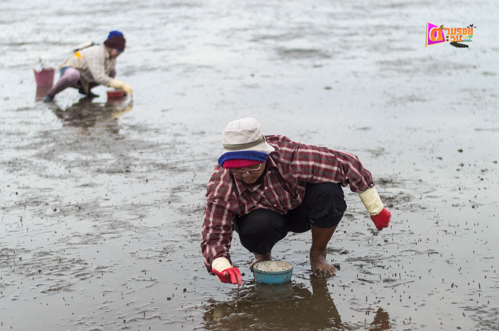 ตามรอยตะวัน