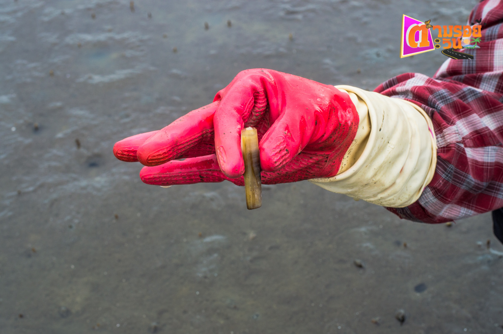 ตามรอยตะวัน