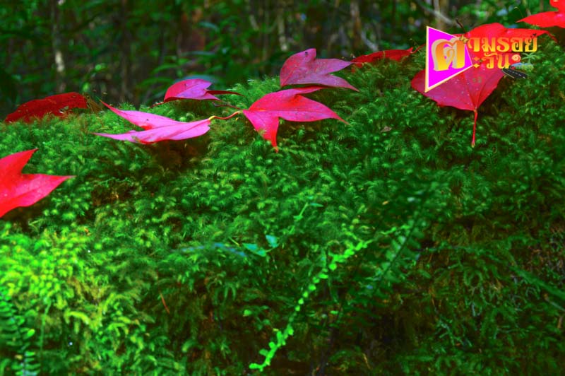 ตามรอยตะวัน