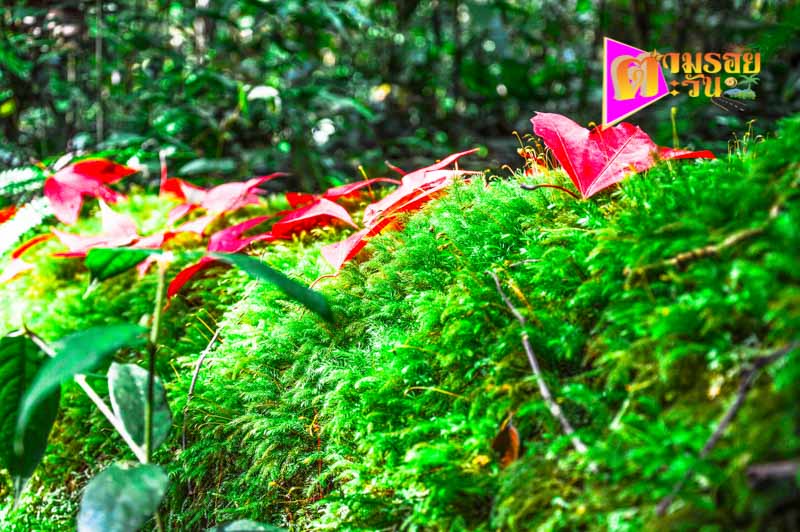 ตามรอยตะวัน