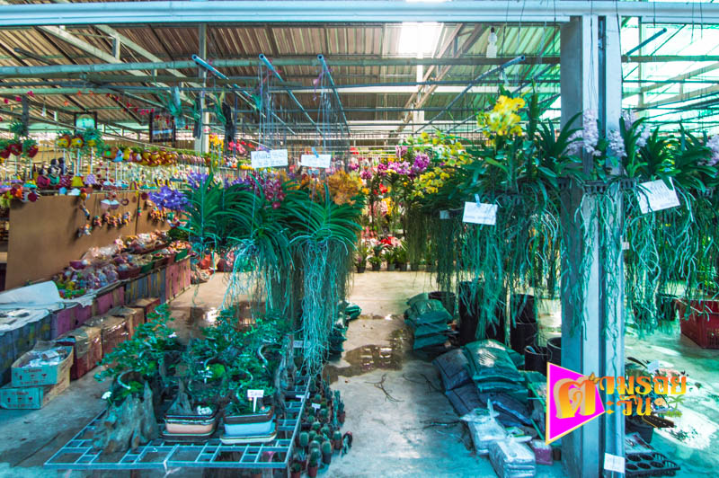 ตามรอยตะวัน