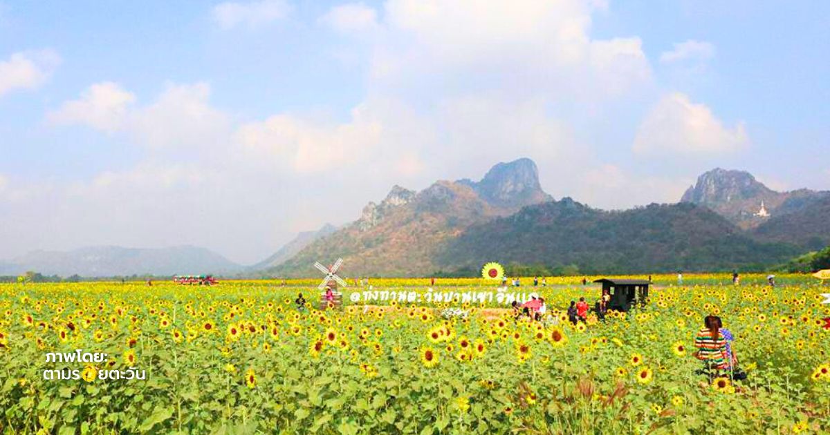จุดถ่ายรูปทุ่งทานตะวันเขาจีนแล