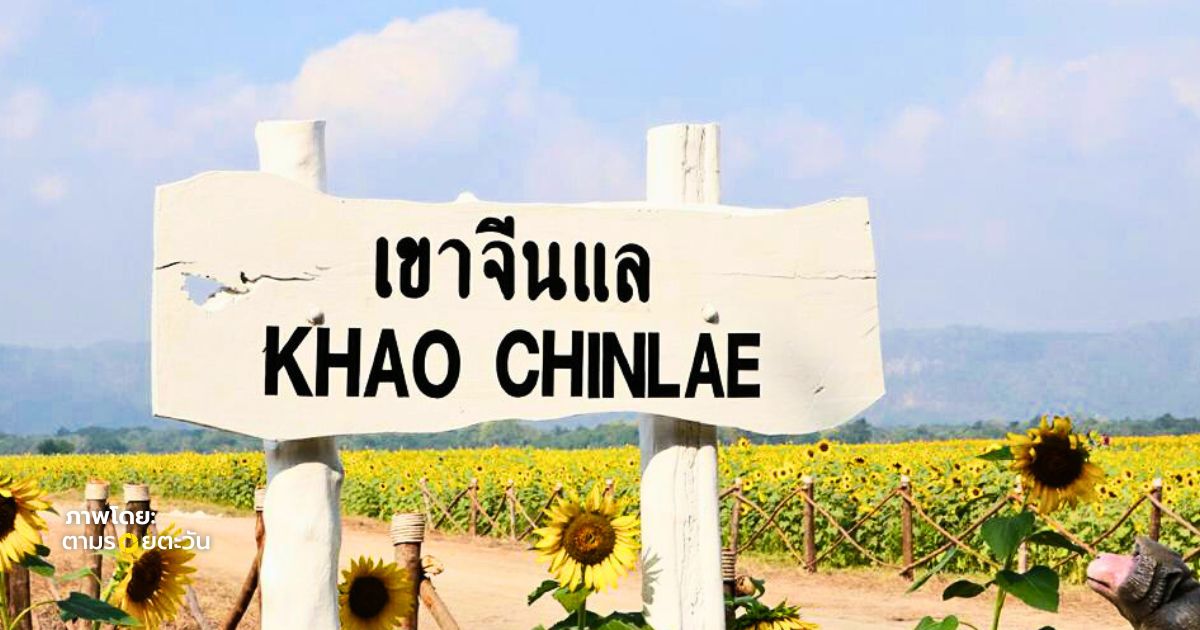 ทุ่งทานตะวันเขาจีนแล ลพบุรี