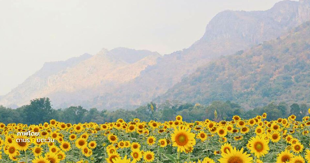 ดอกทานตะวันเขาจีนแลระยะใกล้