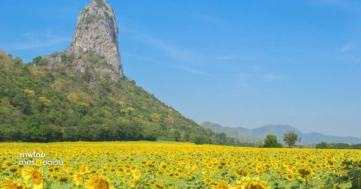 เที่ยวทุ่งทานตะวันลพบุรีแบบ One Day Trip